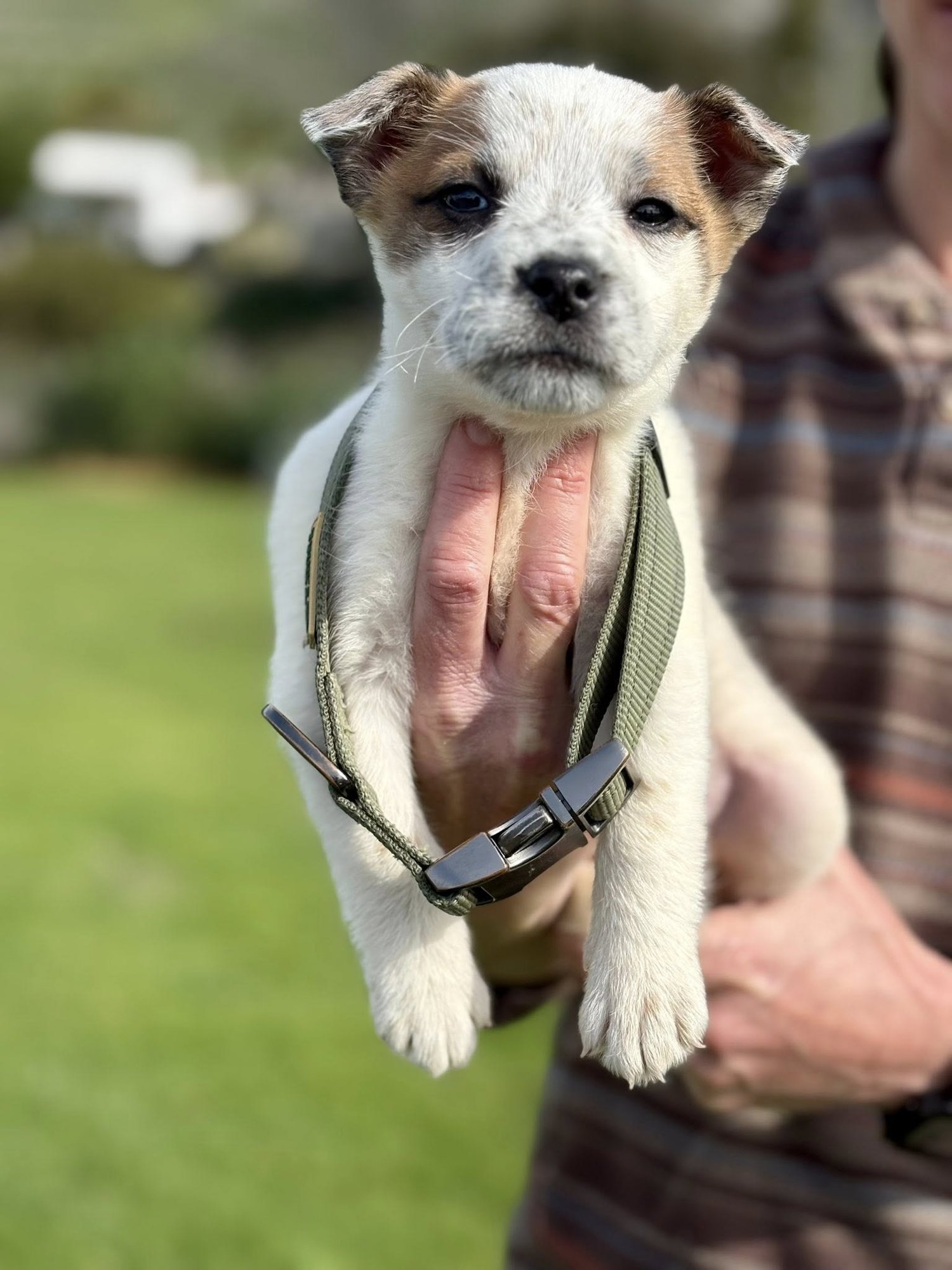 MINNIE COOPER - Australian Cattle Dog/Blue Heeler available for adoption
