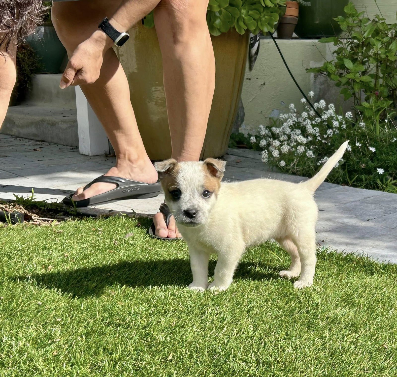 MINNIE COOPER - Australian Cattle Dog/Blue Heeler available for adoption