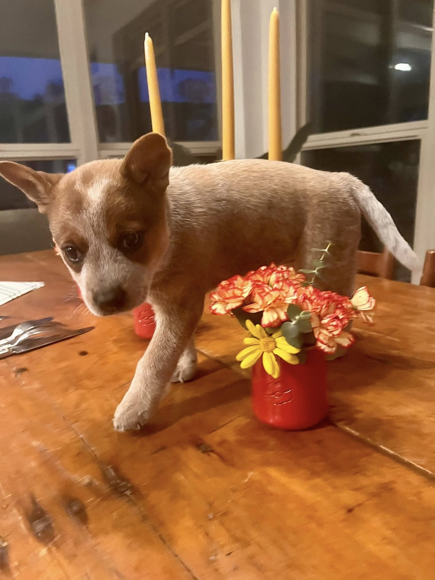 REBA - Australian Cattle Dog/Blue Heeler available for adoption