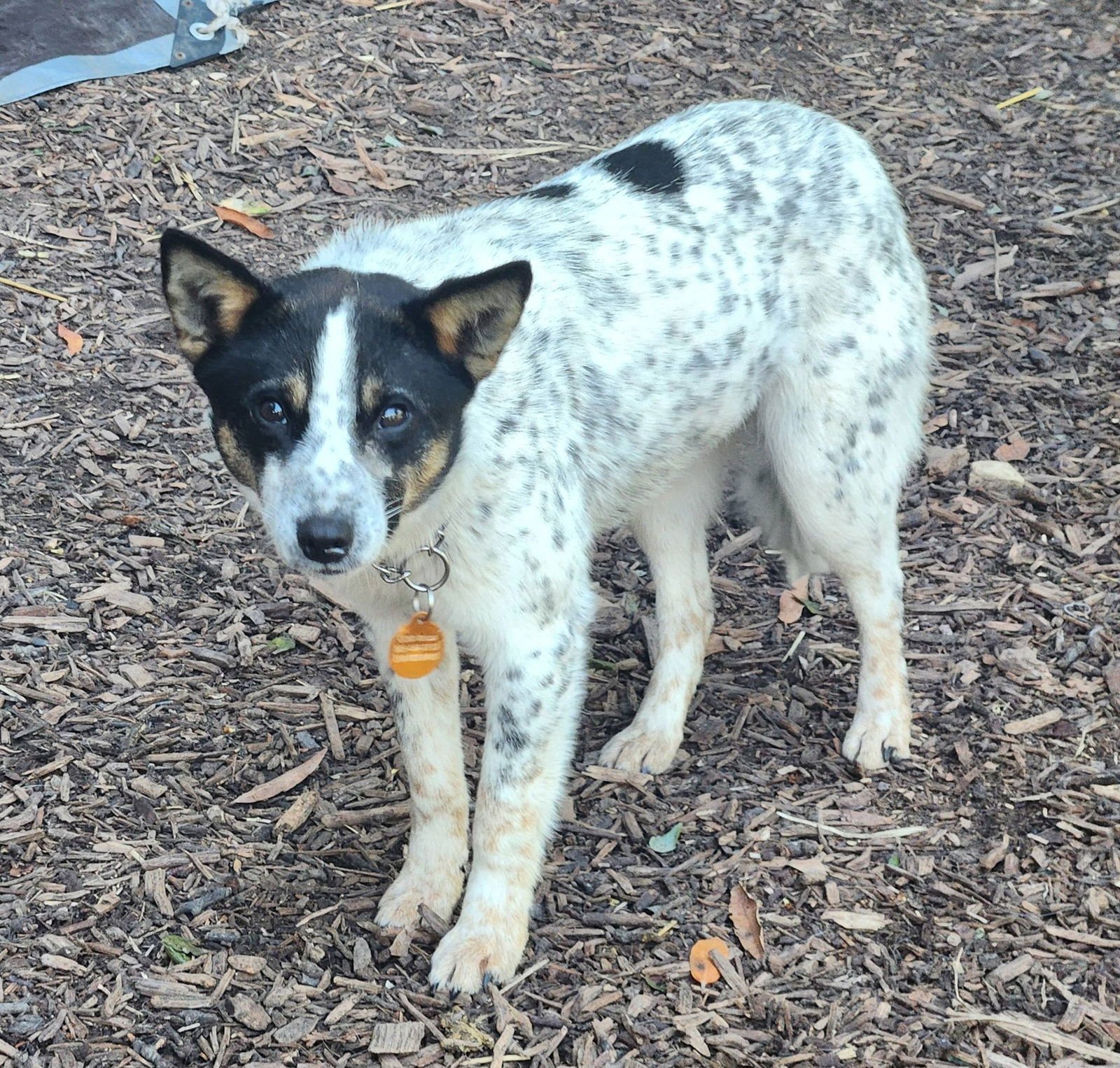 TINA - Australian Cattle Dog/Blue Heeler available for adoption