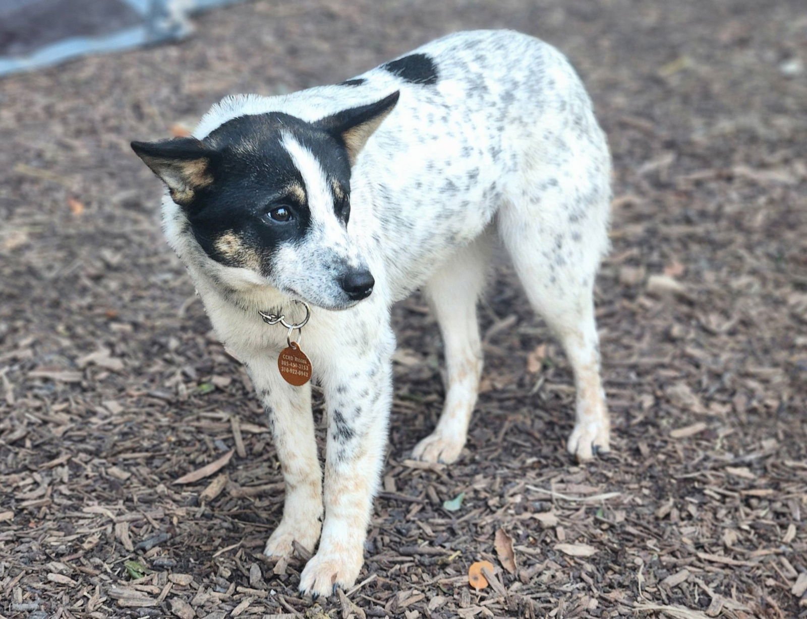 TINA - Australian Cattle Dog/Blue Heeler available for adoption