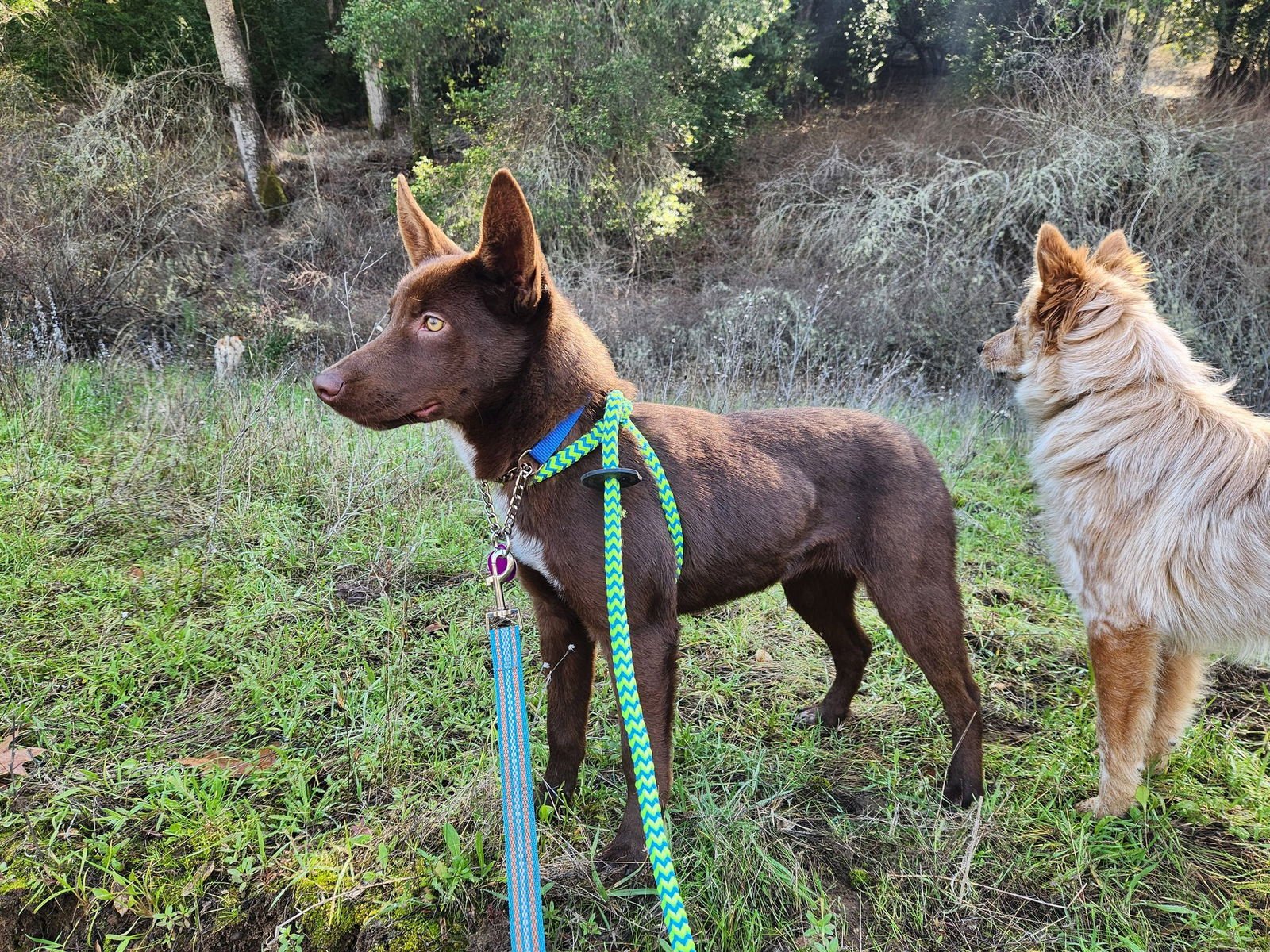 LIZZIE - Australian Cattle Dog/Blue Heeler available for adoption