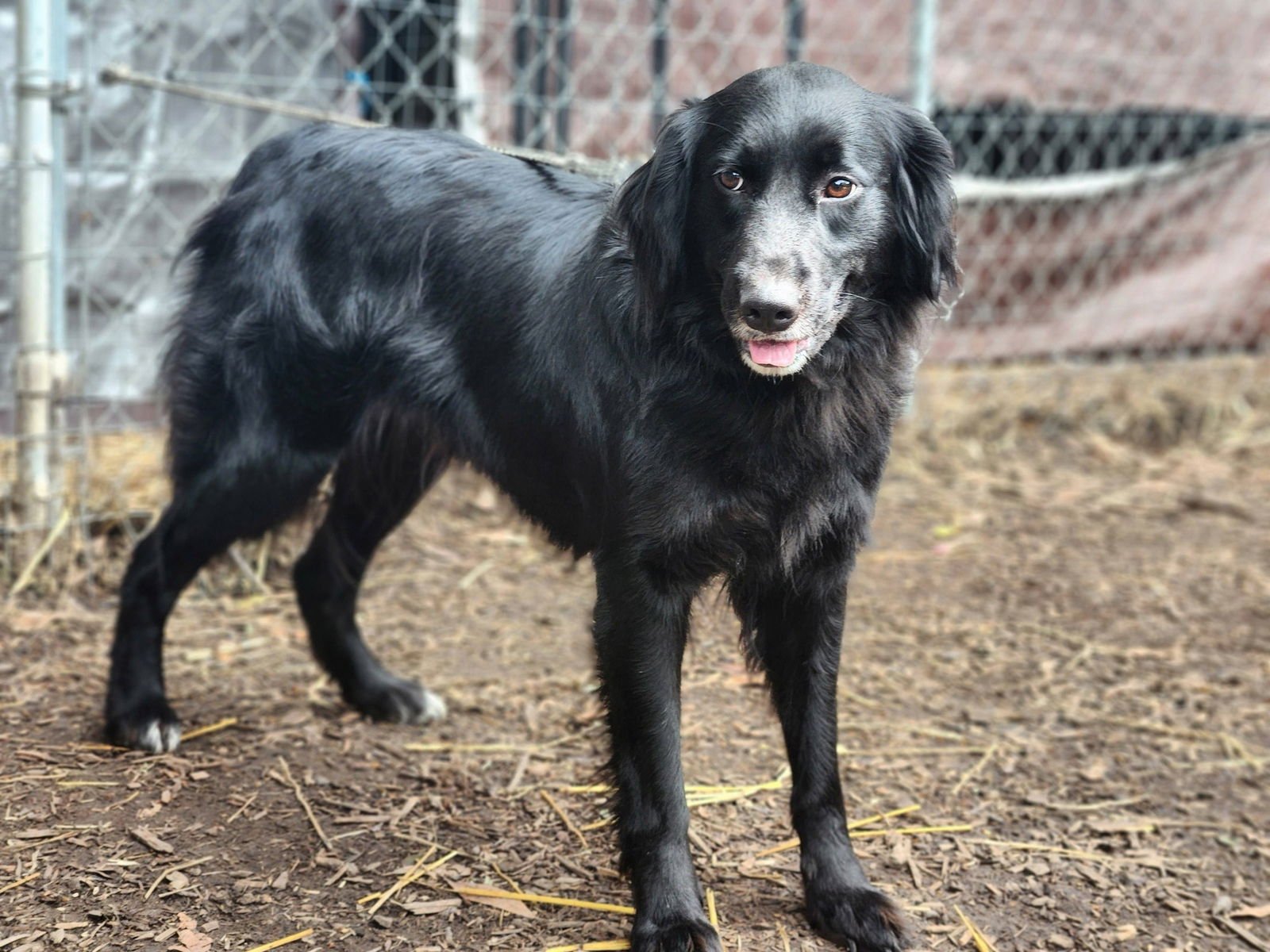 KC - Border Collie / Golden Retriever available for adoption