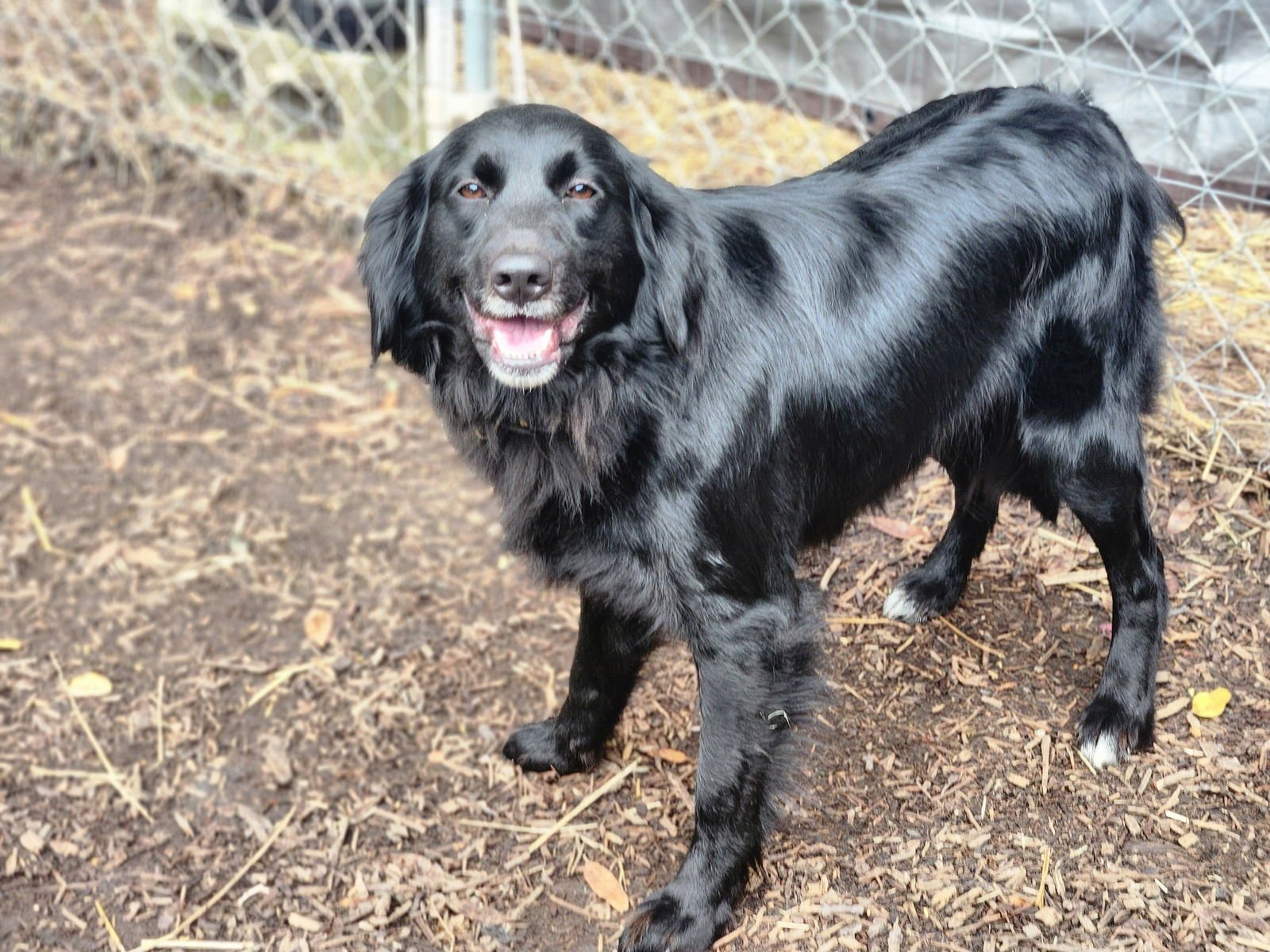 KC - Border Collie / Golden Retriever available for adoption