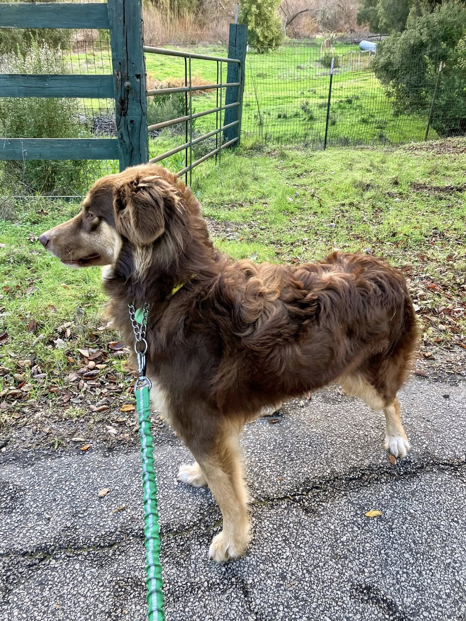 MOLLY - Australian Shepherd available for adoption