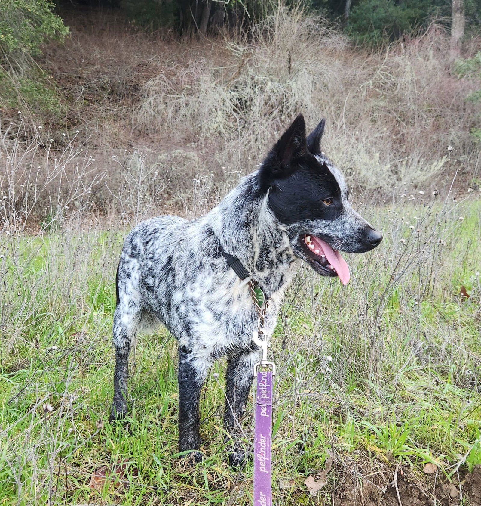 RODNEY - Australian Cattle Dog/Blue Heeler available for adoption