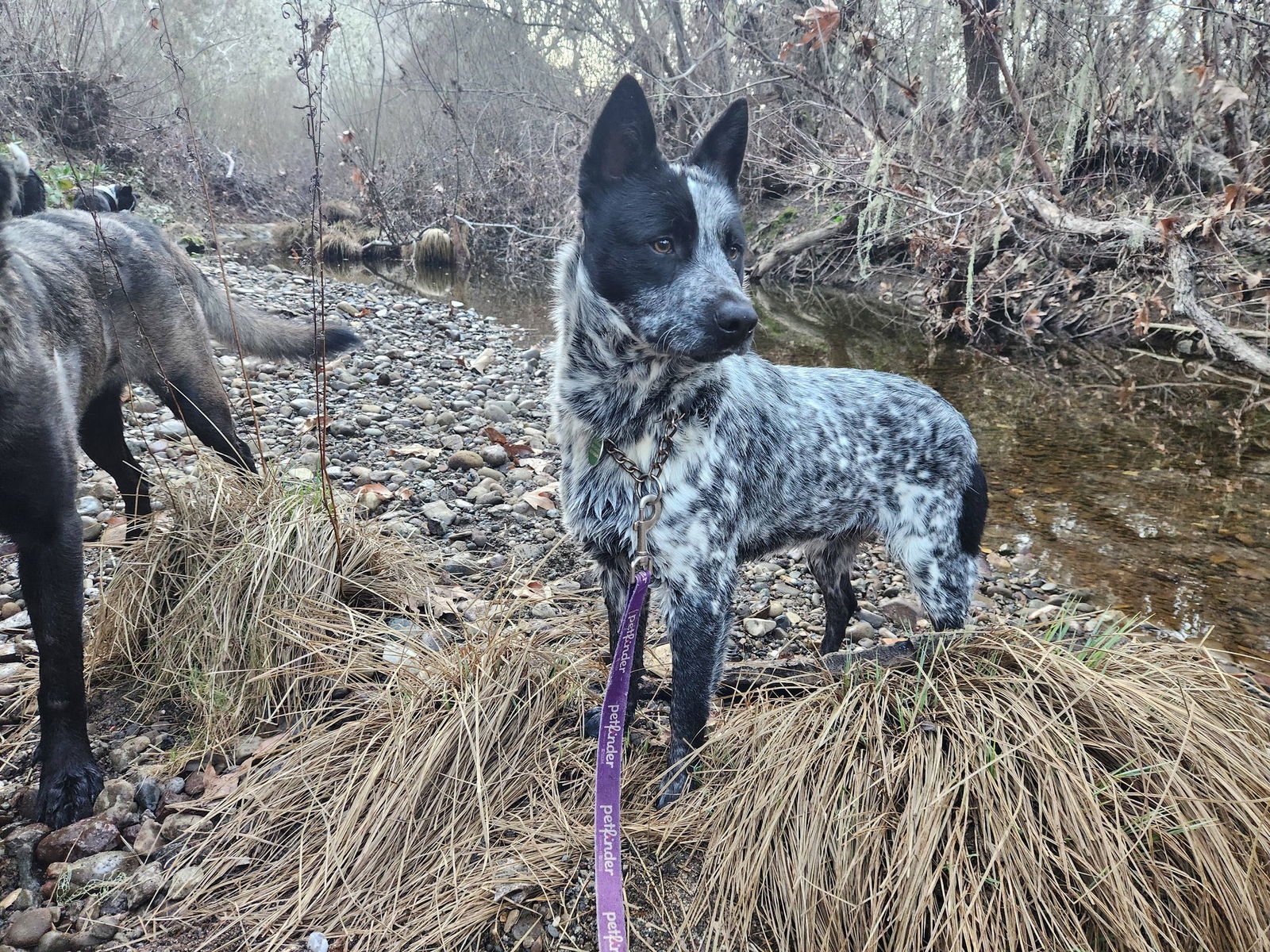 RODNEY - Australian Cattle Dog/Blue Heeler available for adoption