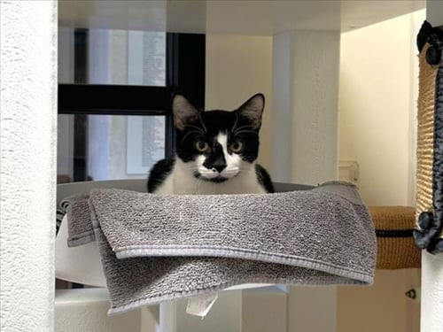 HAYBALE - Domestic Short Hair available for adoption