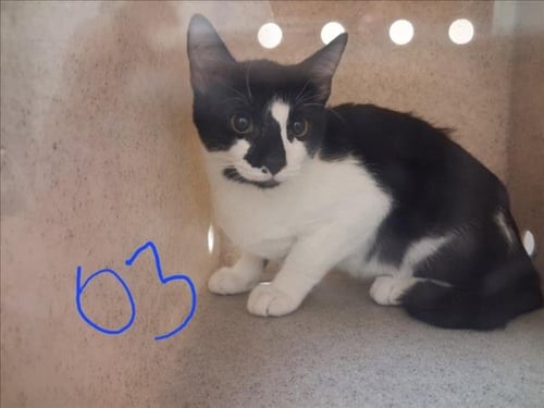 HAYBALE - Domestic Short Hair available for adoption