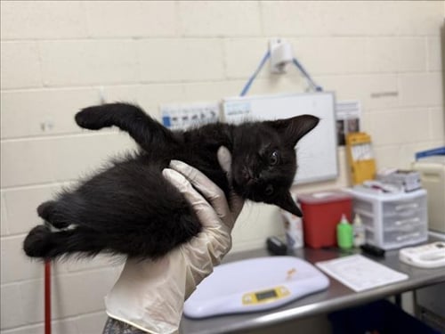 JAX - Domestic Short Hair available for adoption