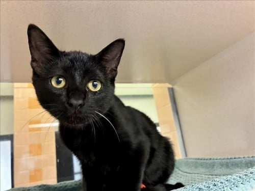 NIGHTWING - Domestic Short Hair available for adoption
