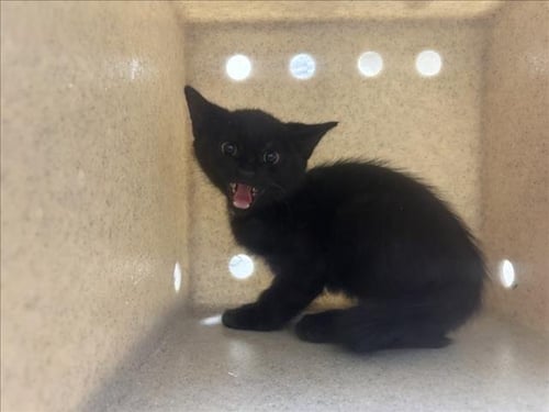 CANDYCORN - Domestic Short Hair available for adoption
