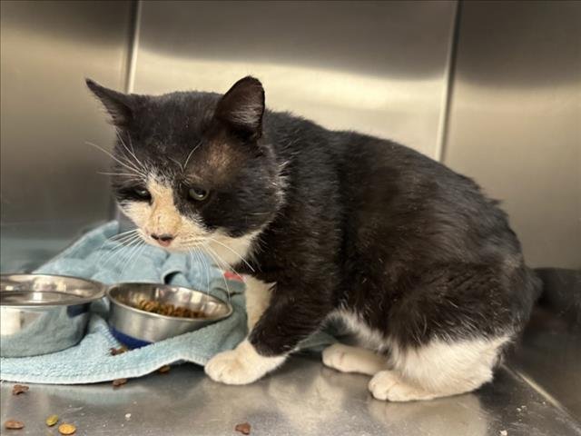 MEATBALL - Domestic Short Hair available for adoption