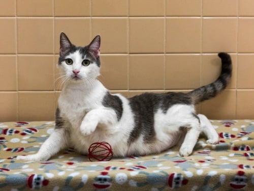 TOTO - Domestic Short Hair available for adoption