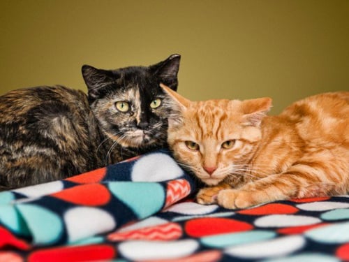 FRESHY - Domestic Short Hair available for adoption