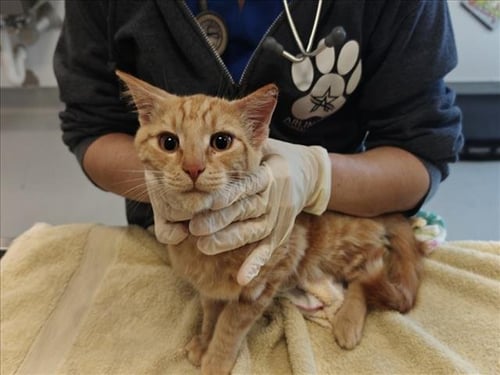 FRESHY - Domestic Short Hair available for adoption
