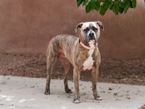 RAZZY - Staffordshire Bull Terrier for adoption in Santa Fe