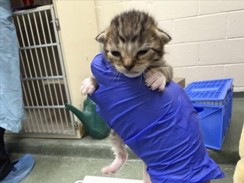 JOLENE - Domestic Short Hair available for adoption