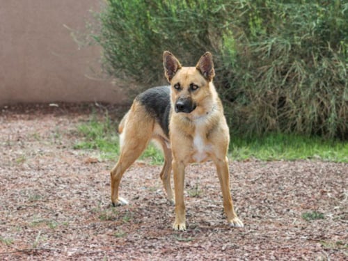 JUNIOR - German Shepherd Dog available for adoption