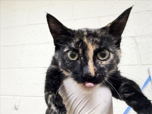 ELARA - Domestic Short Hair available for adoption