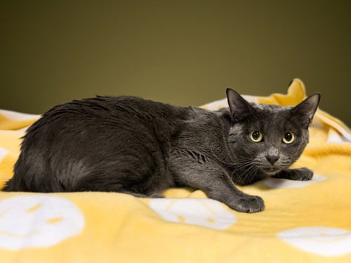 INDY JONES - Domestic Short Hair available for adoption