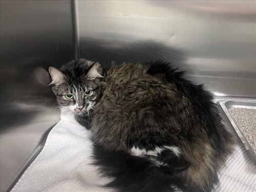 STELLA - Domestic Long Hair available for adoption
