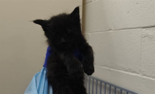 ARNOLD - Domestic Medium Hair available for adoption