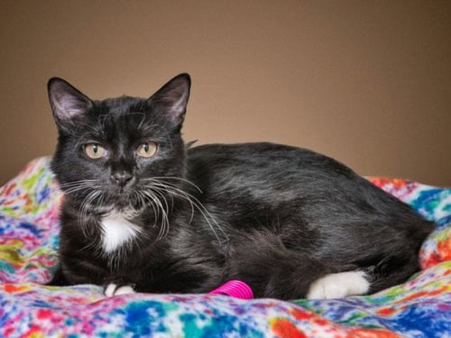 COLLETTE - Domestic Short Hair available for adoption