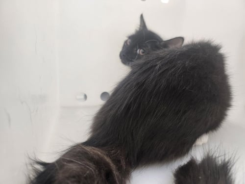 COLLETTE - Domestic Short Hair available for adoption