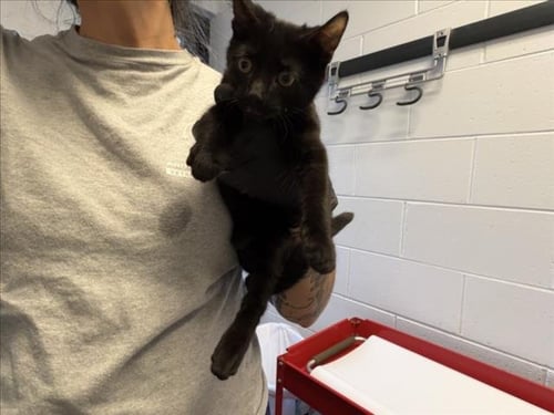 CYRUS - Domestic Short Hair available for adoption