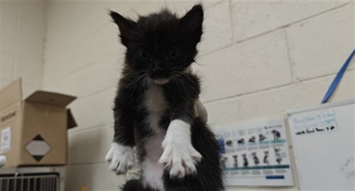PLUTO - Domestic Medium Hair available for adoption