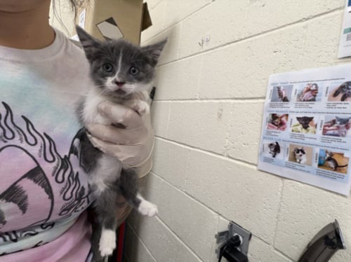 BEAR - Domestic Short Hair available for adoption