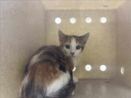 GUMDROP - Domestic Short Hair available for adoption