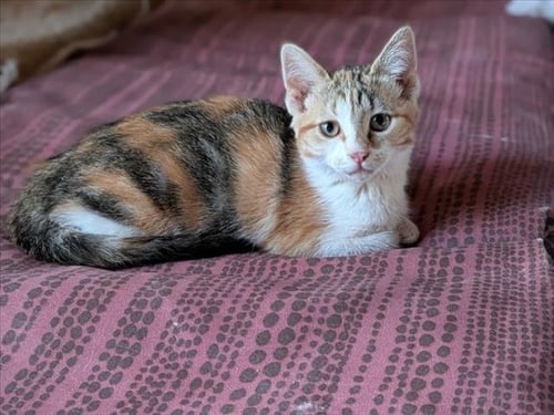 SPIRIT - Domestic Short Hair available for adoption