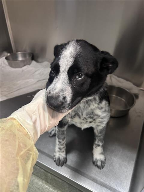 JAZZY - Australian Cattle Dog/Blue Heeler available for adoption