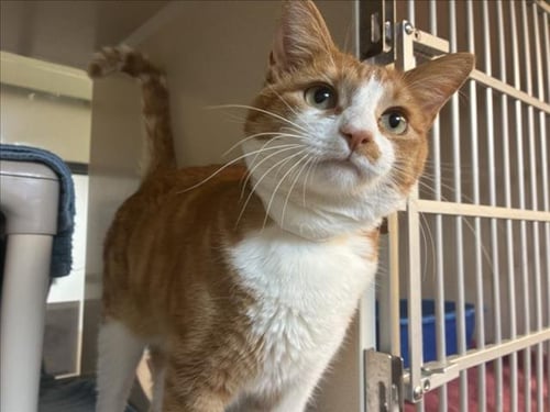 FUEGO - Domestic Short Hair available for adoption