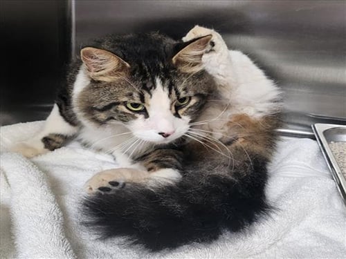 TOM - Domestic Long Hair available for adoption