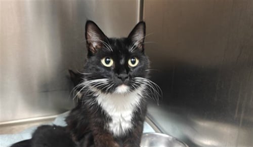 HYDRA - Domestic Medium Hair available for adoption