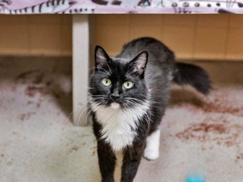 HYDRA - Domestic Medium Hair available for adoption