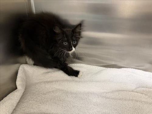 ETTA - Domestic Medium Hair available for adoption
