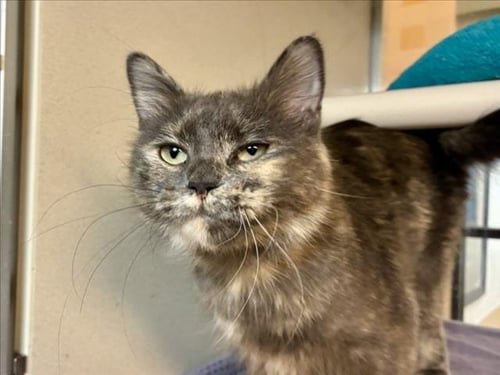 ESTRELLA - Domestic Short Hair available for adoption