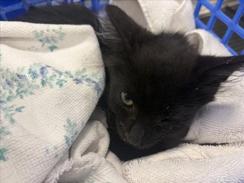 ALFIE - Domestic Short Hair available for adoption
