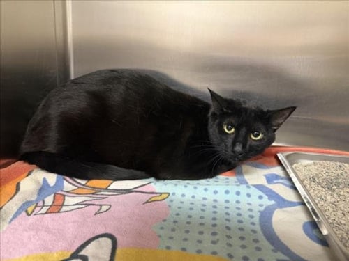 JADE - Domestic Short Hair available for adoption