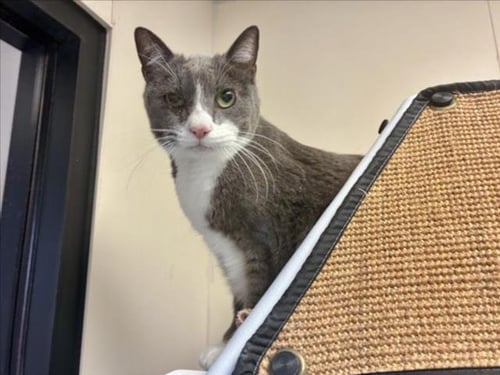 MILES - Domestic Short Hair available for adoption
