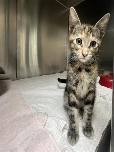 COOKIE - Domestic Short Hair available for adoption