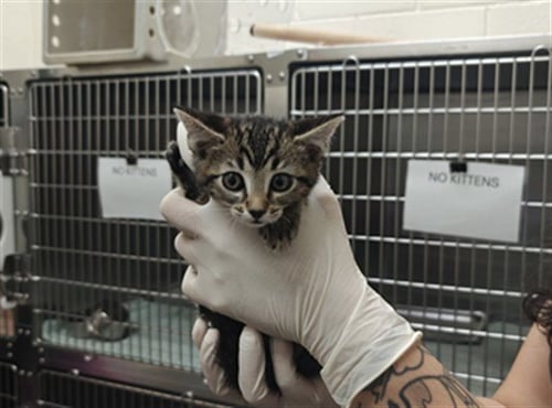TIGER CLAW - Domestic Short Hair available for adoption