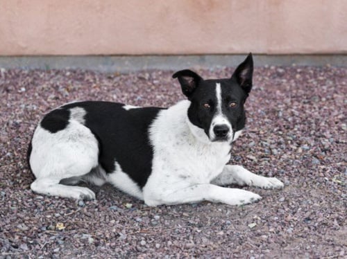 SMOKEY - Queensland Heeler for adoption in Santa Fe