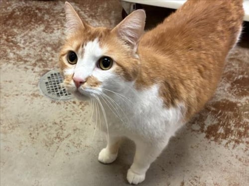 FINN - Domestic Medium Hair available for adoption