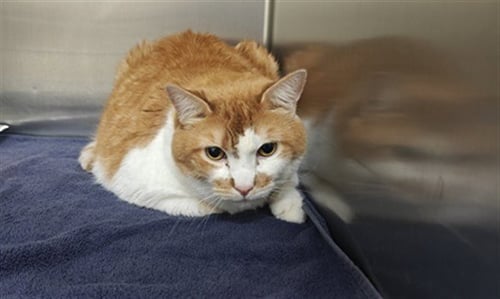 FINN - Domestic Medium Hair available for adoption