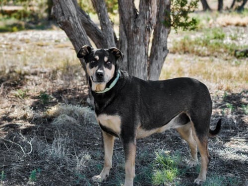 CHLOE - Rottweiler available for adoption
